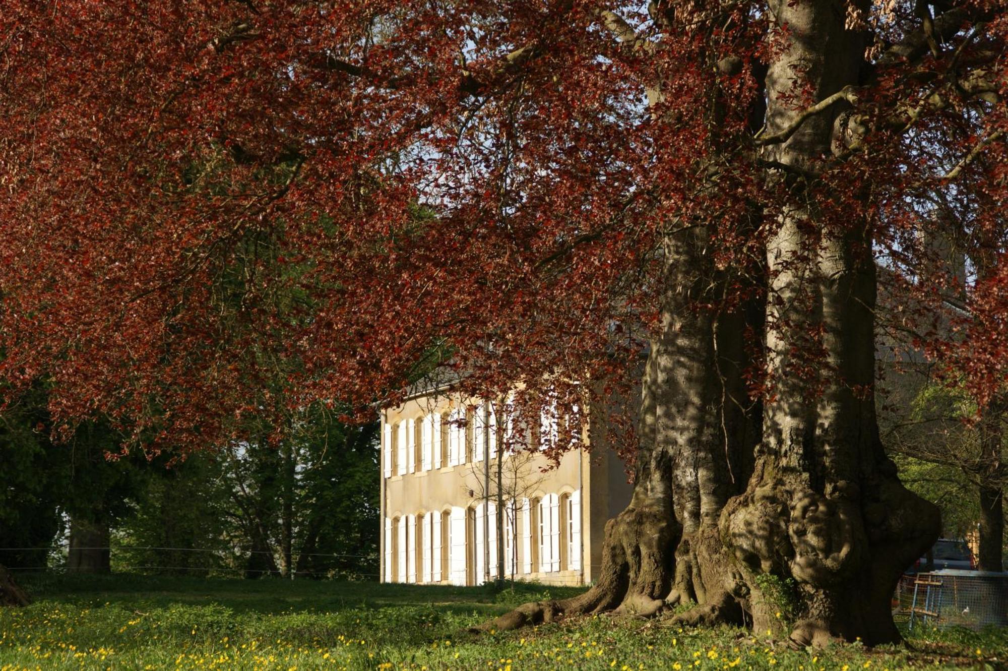 Maison D'Hotes Le Chateau De Puxe Esterno foto